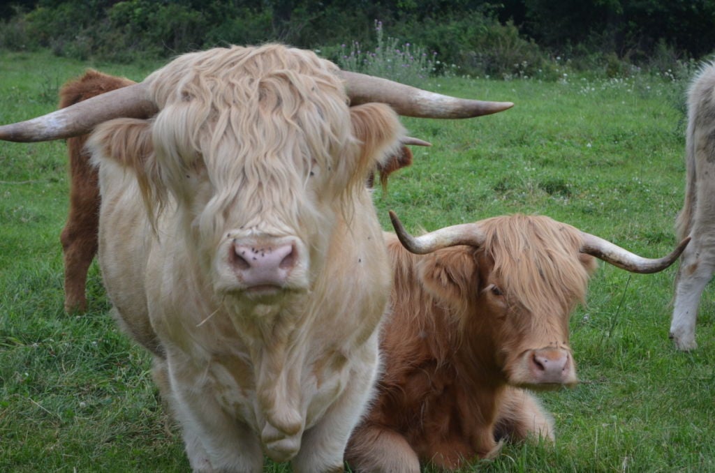 Oppermanns raise Scottish Highland cattle | Livestock | agupdate.com