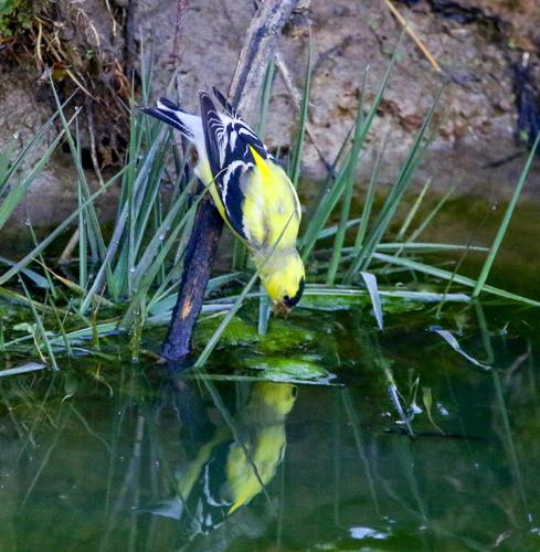 Goldfinch