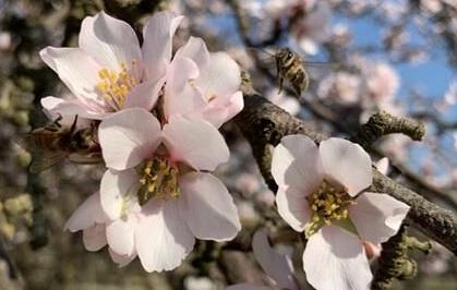 Almond flowers and honey bees