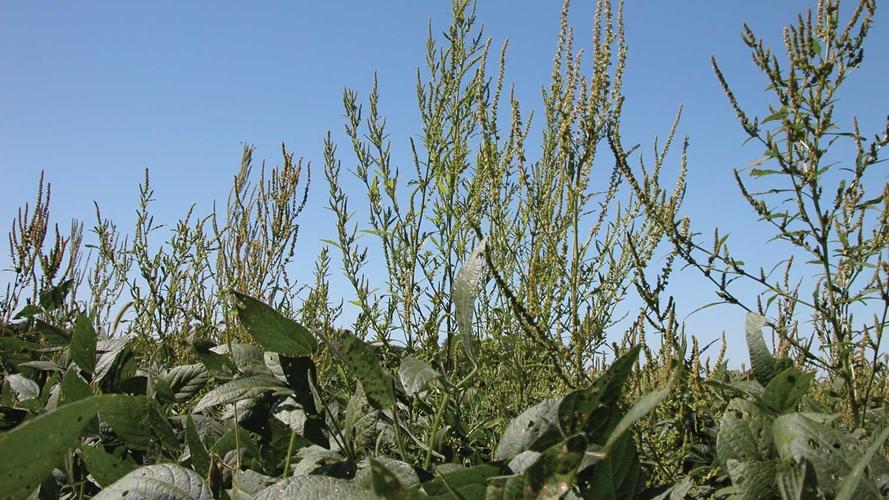 Waterhemp-Iowa-State-photo