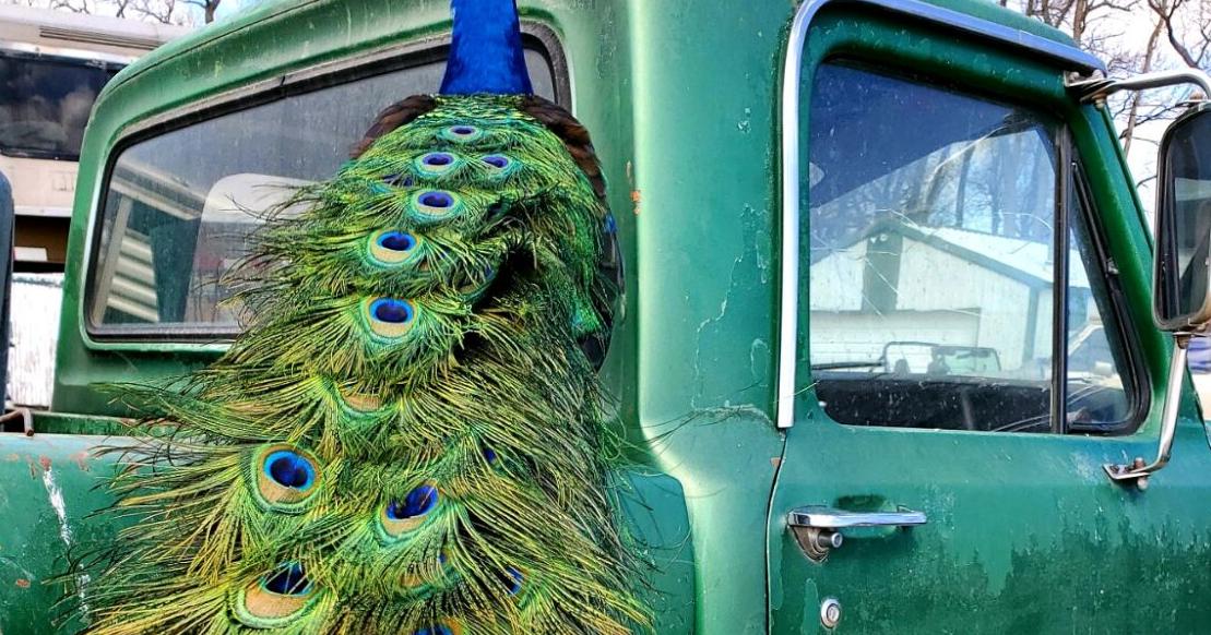 Ornate feathers give backyard fowl an unmistakable look