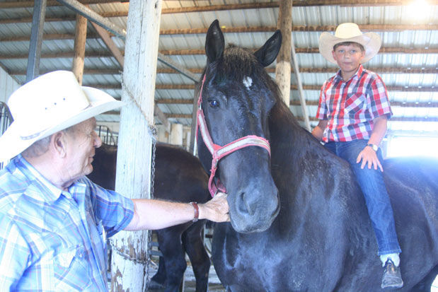 Vik horse
