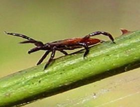 Tick