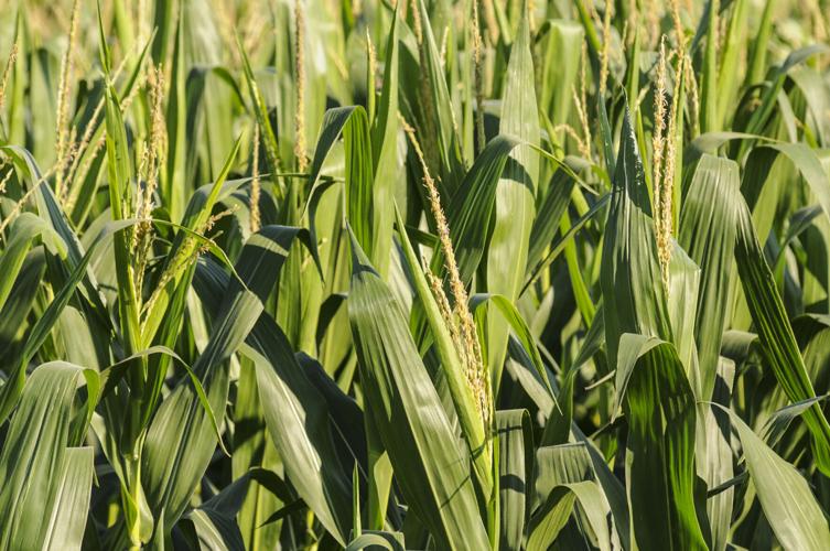 Corn in field