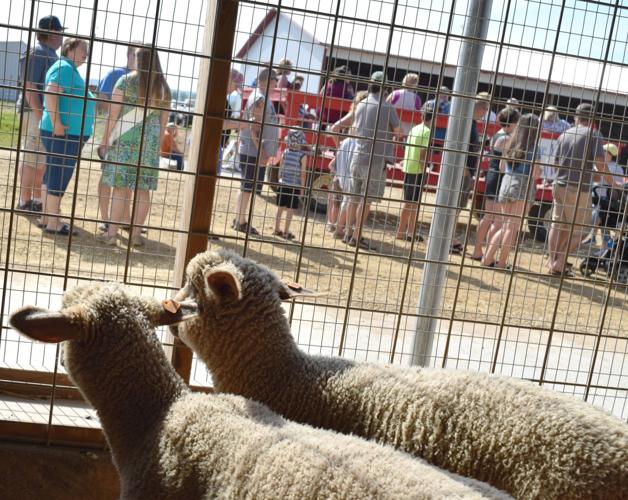 Sheep watching people