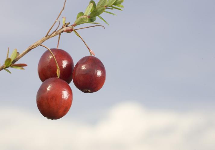 Cran_100206_134a.jpg
