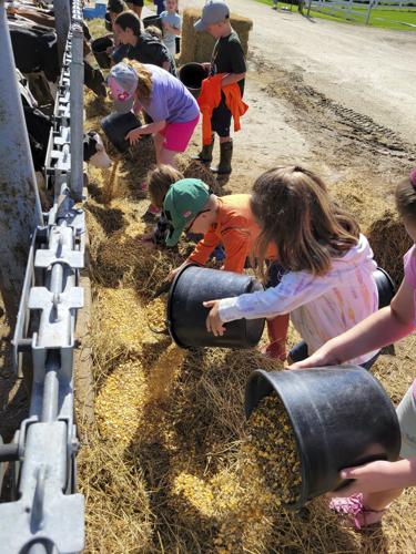Kids feeding grain to calves