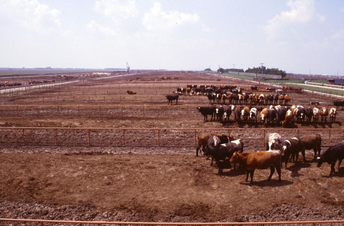feedlot manure
