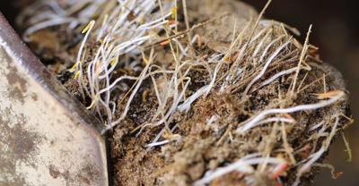 Weed seed germinating on harvest equipment