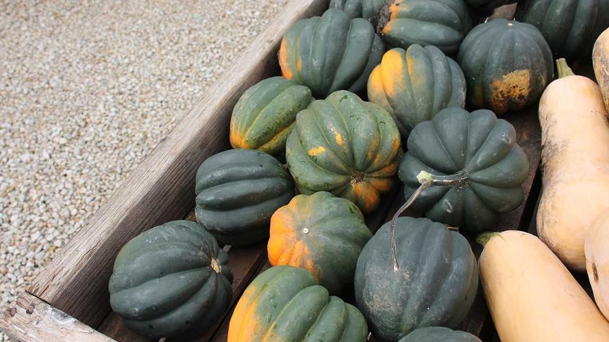 acorn squash