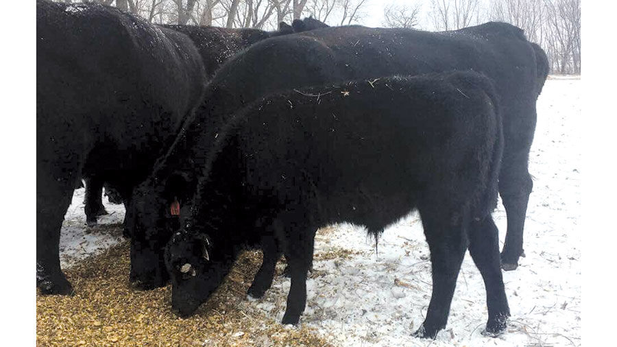 Beef winter feeding