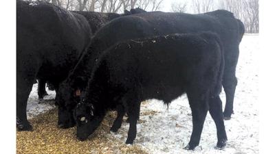 Beef winter feeding