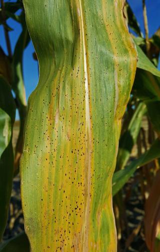 Mild case of tar spot disease