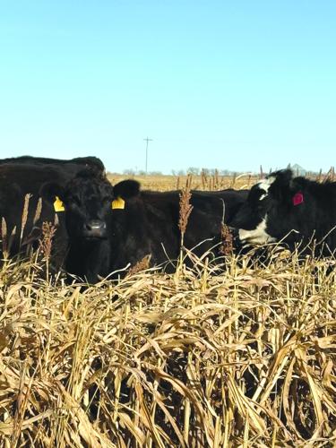 PPR Uldrich 1 - worked.jpg