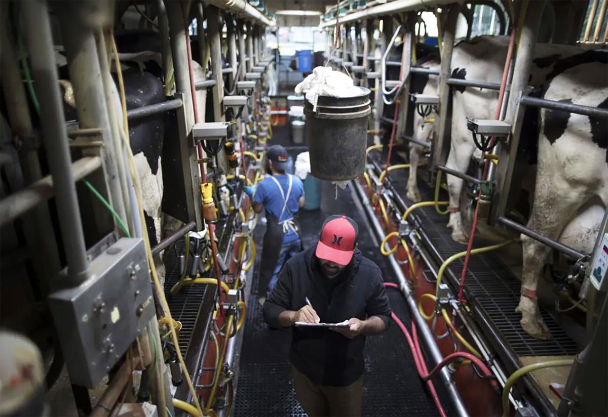 Milking cows