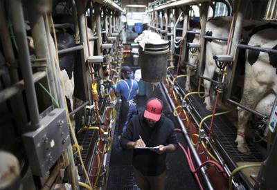 Milking cows