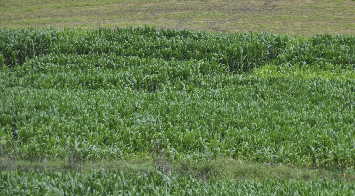 Corn plot