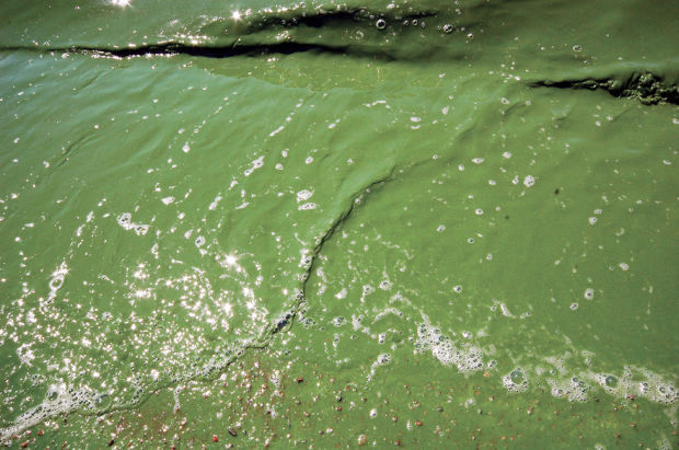 Blue-green algae