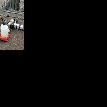 Chicken Ranching 101