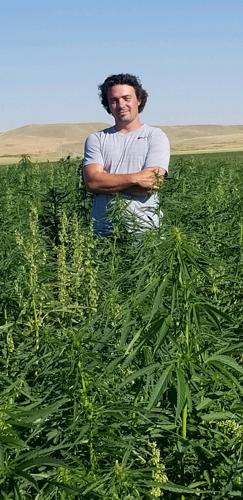 Industrial hemp