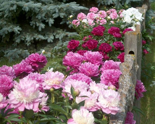 Peonies are more than Grandma’s legacy