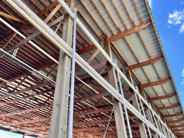 Confined cattle 6.jpg