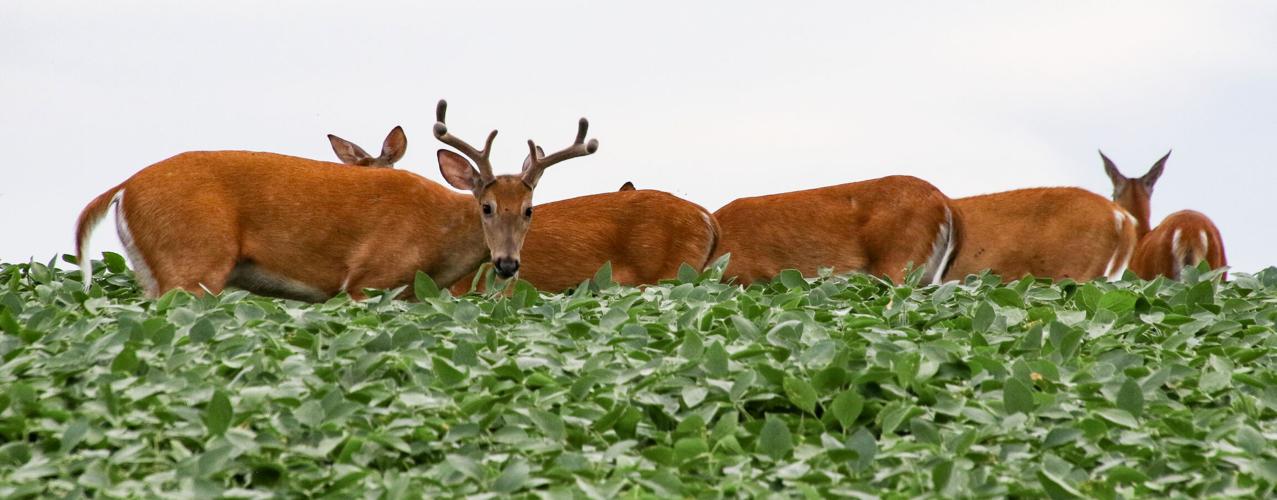 Deer