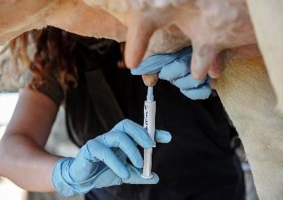 Application of internal teat sealant