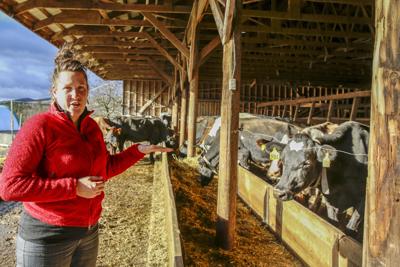 Organic Dairy Woes