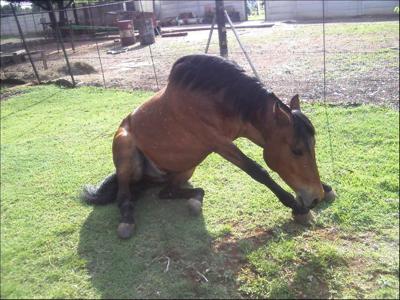 Horse Owners Should Vaccinate Livestock Agupdate Com