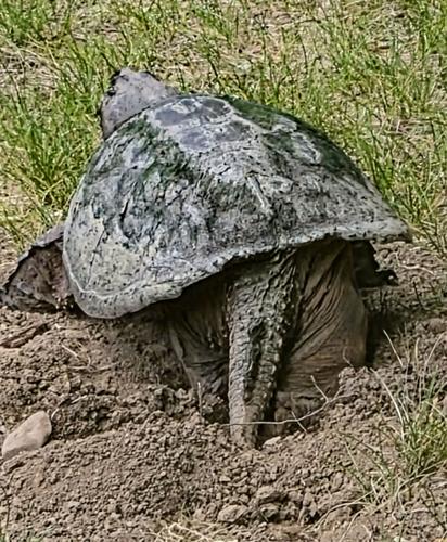 Turtle