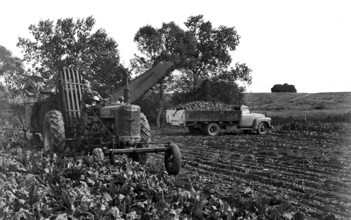 Beet harvest 1952