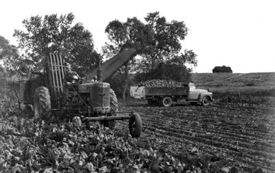 Beet harvest 1952