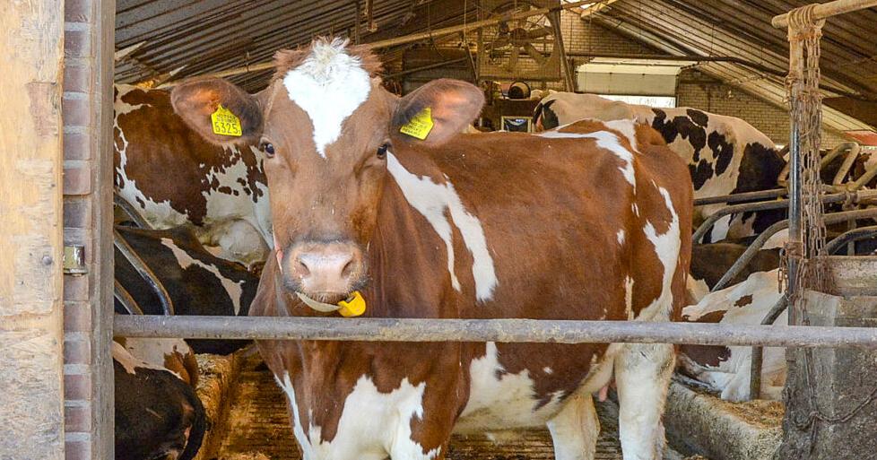 FMD hits Greece after 25 years