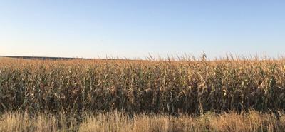 Corn