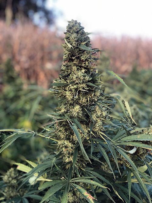 Loroff CBD hemp stalk (copy)