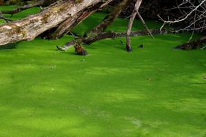 Duckweed