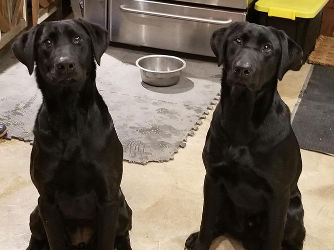 Mitimat Retrievers 3