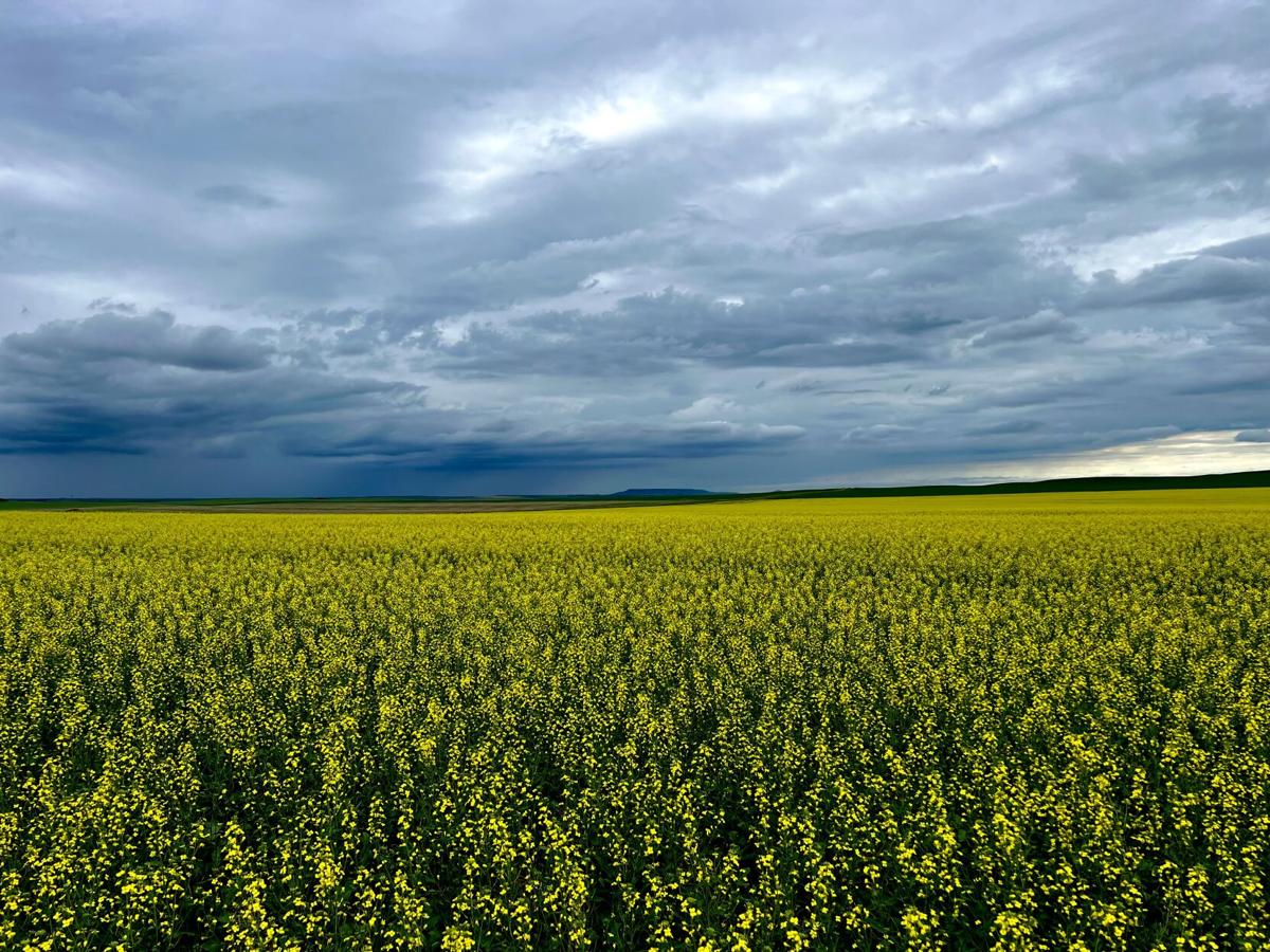 Canola
