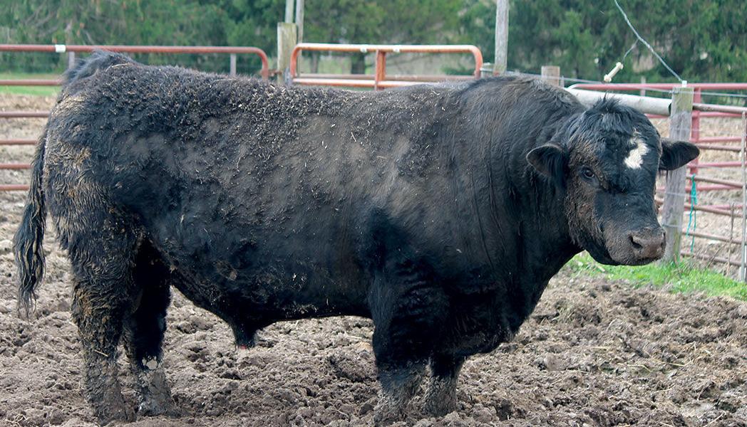 Bull prep for breeding season