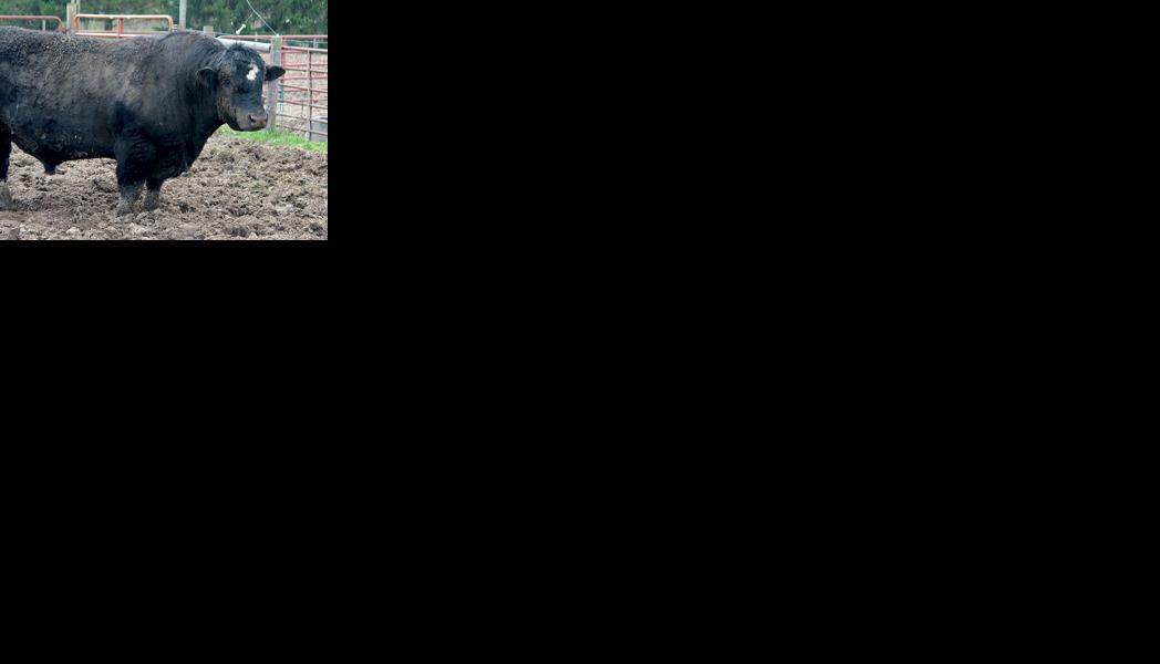 Bull prep for breeding season