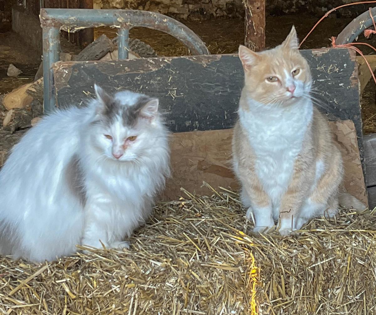 Farm Cat Corner
