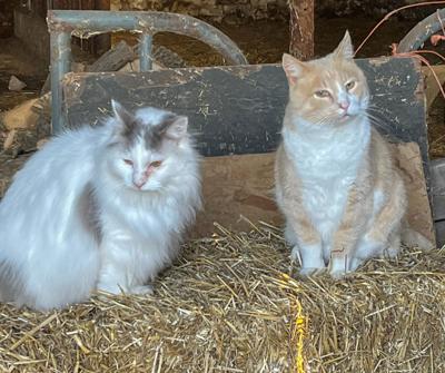 Farm Cat Corner