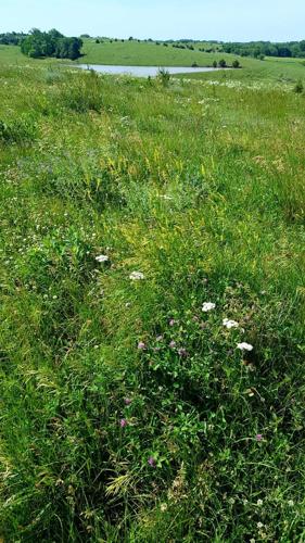 Regenerative ag Tejral (1).jpg