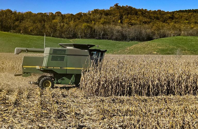 Combine in cornfield