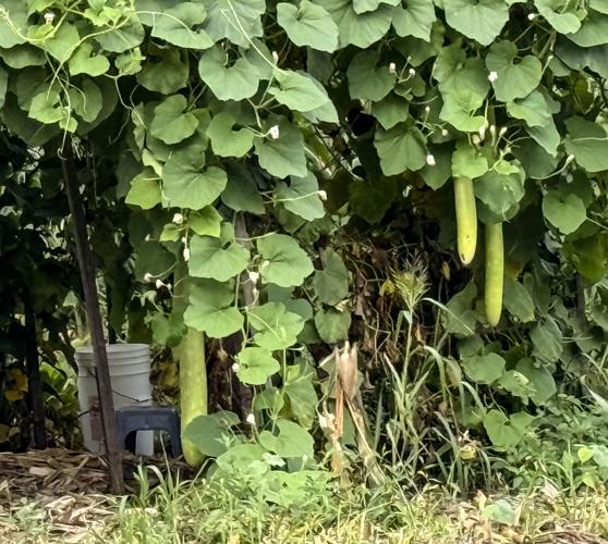 Gourds