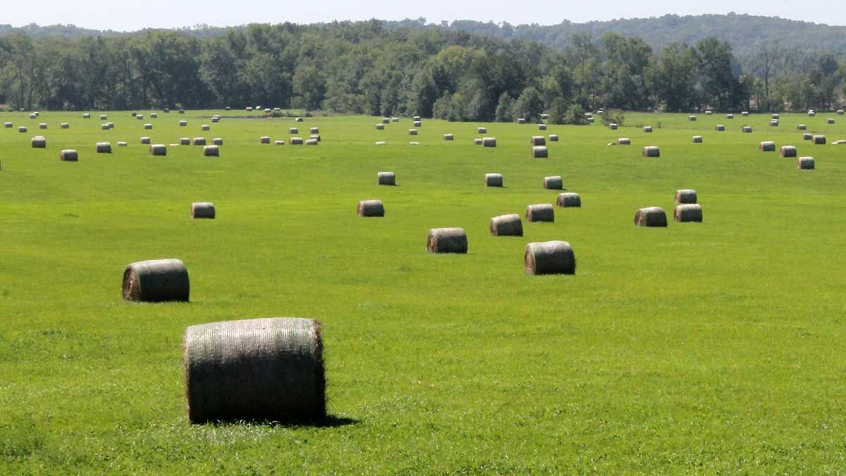 First cutting hay bales