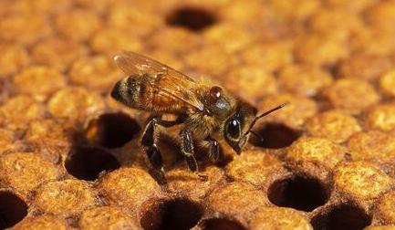 Varroa mites