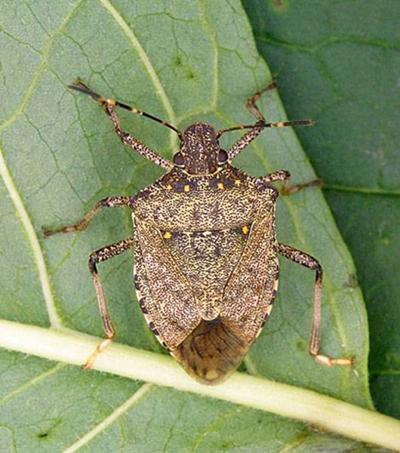 Brown Marmorated Stink Bug 