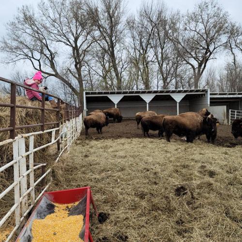 Bison basics Experts from Tanka Fund provide overview of what it takes